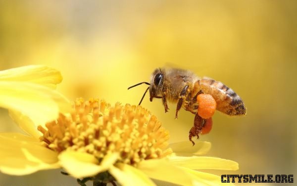 ДОБРАЯ ПЧЕЛА